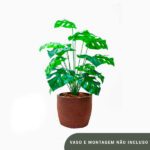 Planta de Chão