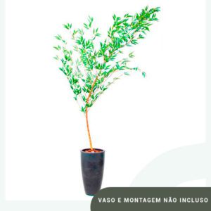 Planta de Chão Bambu Mosso – 300CM