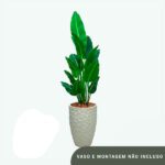 Planta de Chão