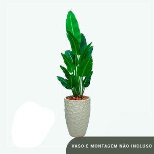 Planta de Chão Estrelicia – 170CM