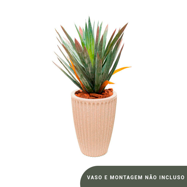Planta de chão dracena