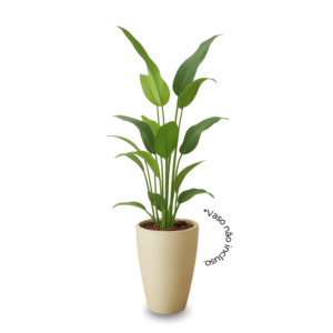 Planta de Chão Estrelícia – 140CM
