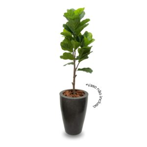 Planta de Chão Ficus – 150CM