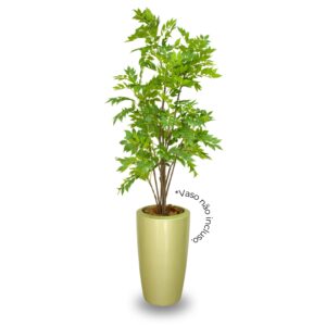 Planta de Chão Gliricidia – 180CM